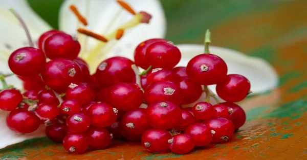 Frenk Üzümü Ribes Rubrum Üzümgiller Böğürtlen Familyasından Bir Kuş Türü — Stok fotoğraf