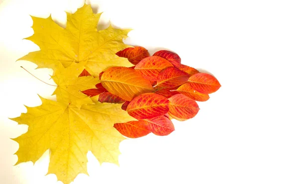 Folhas Outono Cores Saturadas Brilhantes Árvores São Incrivelmente Bonitas Outono — Fotografia de Stock