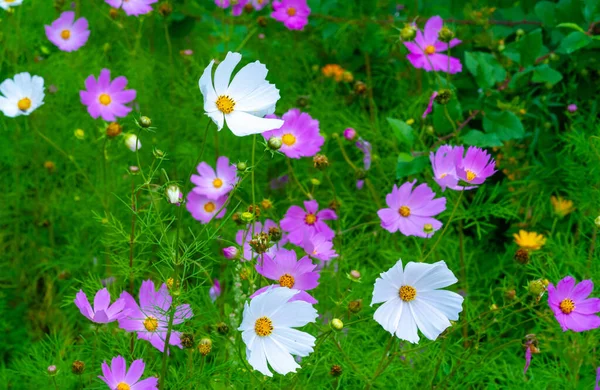Cosmos Flowers Greek Word Harmony Ordered Universe Exact Chaos Describe — Stock Photo, Image