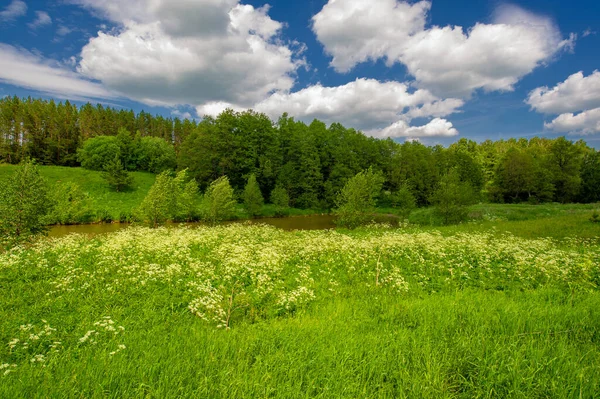 Yaz manzarası, kırsal alan, parlak yeşil çimenler ve ağaçlar, beyaz bulutlu mavi gökyüzü, harika yaz havası.