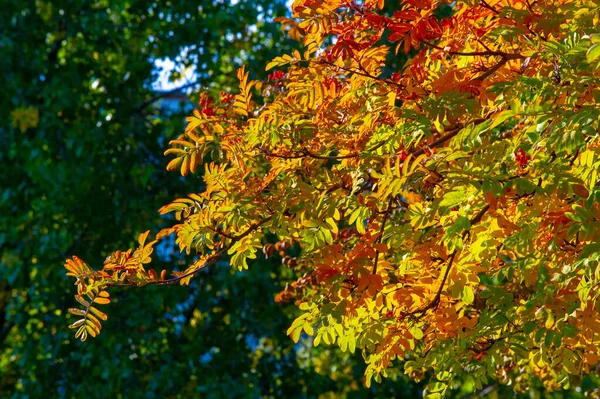 Осенний Пейзаж Эскиз Осени Фото Желтые Бордовые Красные Листья Летняя — стоковое фото