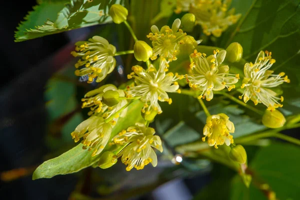 Flores Tilo Corazón Tilo Árbol Nacional República Checa Eslovaquia Dos —  Fotos de Stock