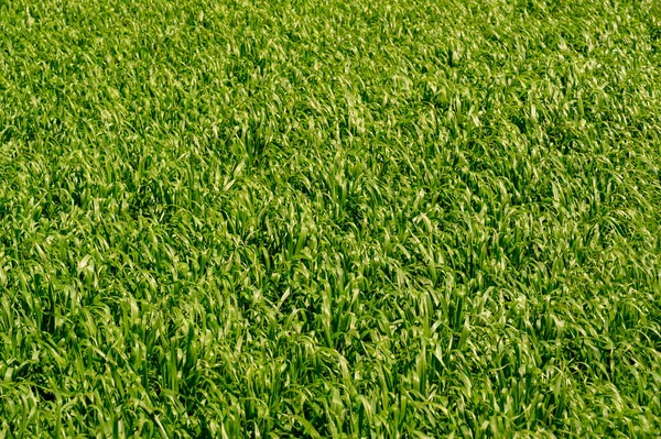 Green Wheat Texture Summer Photography Large Field Sown Wheat Cereal — Stock Photo, Image