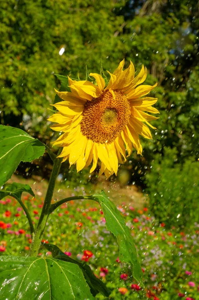 Sonnenblume Helianthus Annuus Wilde Sonnenblume Stammt Aus Nordamerika Aber Die — Stockfoto