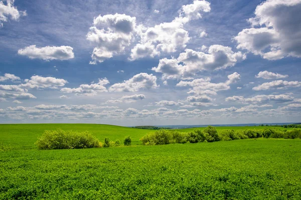 Summer Landscape Growing Fodder Crops Green Clover Alfalfa Cultivated Fields — Stock Photo, Image