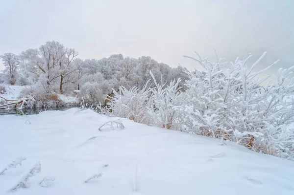 Mróz Drzewach Czy Nie Jest Prawdziwy Zimowy Dzień Chodzi Wciąż — Zdjęcie stockowe