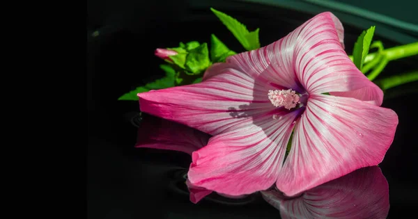 Lavatera Lavatera Spp Utilizan Como Plantas Alimentarias Por Las Larvas —  Fotos de Stock