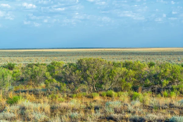 Prairie Écosystème Steppe Considéré Comme Faisant Partie Des Prairies Savane — Photo