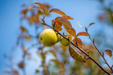 Ağaçta elmalar. Kırmızı elmalı meyve bahçesi, ağaçta renkli kırmızı meyveler, hasat edilmeye hazır.