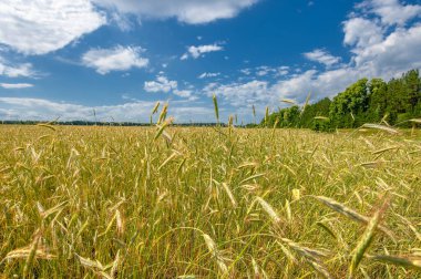 Yaz manzarası. Olgunlaşma aşamasında koçanda buğday. Mısır gevreği yetiştirilen tarlada olgun bir arpa tarlası. 