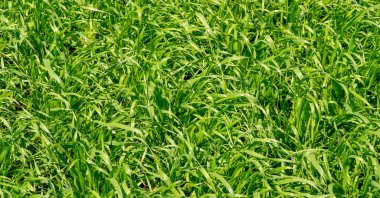 Yeşil buğday dokusu. Yaz fotoğrafçılığı. Büyük bir buğday tarlası. Ilıman ülkelerde yetişen en önemli tür olan tahıl bitkisi, ekmek, makarna, şekerleme ve benzeri ürünler için un üretmek üzere toprakta yetişir...