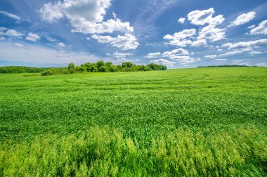 Yaz manzarası, ekili tarlalarda yetişen yeşil buğday gevreği, rüzgarda sallanan bitkiler.