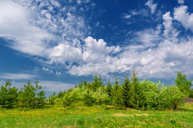 Geniş açılı bir mercekle çekilmiş bahar fotoğrafı, çam ormanlarında açan elma ağaçları, kar beyazı meyve ağaçları, Moldova parlak yeşil trovası, sarı karahindiba çiçekleri.