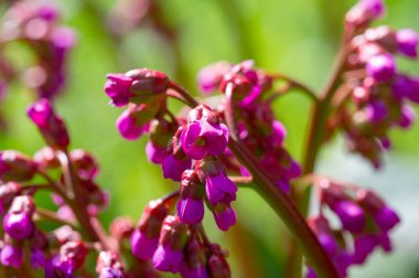 badan. Resmi sınıflandırmaya göre Bergenia, doğada Kazakistan ve Moğolistan 'ın eteklerinde, Altai ve Çin' de yaşıyor. Bahçıvanlar kültürü Badan olarak bilirler.