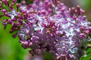 Leylak çiçeği New Hampshire 'ın eyalet çiçeği olarak seçildi çünkü Granit Eyaletteki erkek ve kadınların inatçı karakterlerini sembolize ediyor. Şırınga bayağıdır.