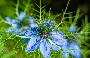 Nigella damaske, sisli aşk, yırtık pırtık kadın ya da çalılıklardaki şeytan, genellikle süs bitkisi olarak kullanılır. Bu nedenle, sık sık buketleri süslemek için yetiştirilir, alp kayakları ve kayalıklarda iyi görünür.