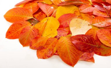 Sonbahar yaprakları, parlak doymuş renkler, ağaçlar sonbaharda inanılmaz güzeller, doğa sıcak yaz dokusuna, arka plana, şablona veda ediyor.