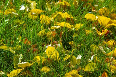 Sonbahar manzarası, fotoğraftaki sonbahar çizimi, sarı bordo kırmızı yapraklar, yaz dilekçesi, neşeli resimler.