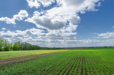 Bahar fotoğrafçılığı, yeşil bir tarlada mısır tohumu, yiyecek için tahıl, örneğin buğday, yulaf ya da mısır. Beyaz kabarık bulutlarda mavi gökyüzü