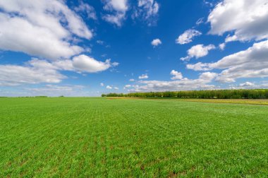 Bahar fotoğrafçılığı, yeşil bir tarlada mısır tohumu, yiyecek için tahıl, örneğin buğday, yulaf ya da mısır. Beyaz kabarık bulutlarda mavi gökyüzü