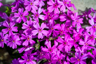 Phlox subulata, sürünen phlox, yosun, yosun pembesi, ya da dağ genişliğindeki alan, tüylü, doğrusal yaprakların minderleri ya da her zaman yeşil olan bir yapıdır..