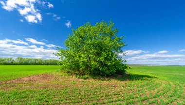 Bahar fotoğrafçılığı, yeşil bir tarlada mısır tohumu, yiyecek için tahıl, örneğin buğday, yulaf ya da mısır. Beyaz kabarık bulutlarda mavi gökyüzü