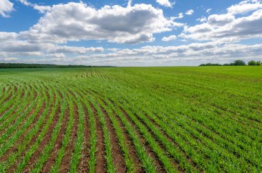 Bahar fotoğrafçılığı, yeşil bir tarlada mısır tohumu, yiyecek için tahıl, örneğin buğday, yulaf ya da mısır. Beyaz kabarık bulutlarda mavi gökyüzü