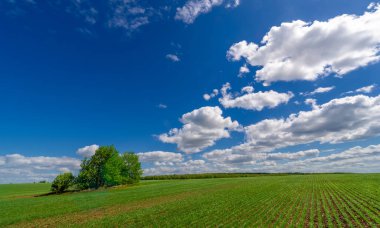 Bahar fotoğrafçılığı, yeşil bir tarlada mısır tohumu, yiyecek için tahıl, örneğin buğday, yulaf ya da mısır. Beyaz kabarık bulutlarda mavi gökyüzü