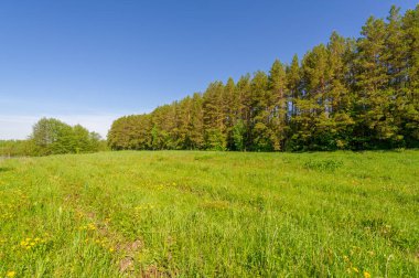 Fotoğraf ilkbaharı, çam ağacı, huş ağacı, karışık orman, yağmur sonrası orman yolu, kır çiçekleri.