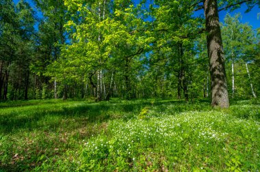 Fotoğraf ilkbaharı, çam ağacı, huş ağacı, karışık orman, yağmur sonrası orman yolu, kır çiçekleri.