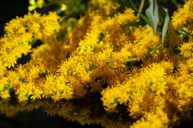 Solidii, genellikle altın çubuklar olarak bilinir. Solidago virgaurea, bitkisel tıp uzmanları tarafından iltihabı ve tahrişi önlemek için geleneksel bir böbrek toniği olarak kullanılır..