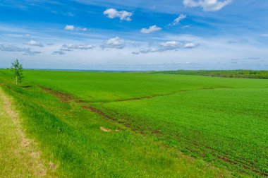 Kış tahılları, ayrıca kış tahılları, güz tahılları veya sonbahar ekili tahıllar olarak da bilinir, sonbaharda ekilen iki yıllık tahıllardır.. 