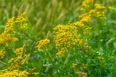 Yaz fotoğrafı. Ilıman ülkelerde yetişen ve ekmek, makarna, pasta vb. için un yapmak için kullanılan en önemli bitki olan buğday. ..
