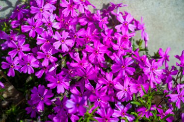 Phlox subulata, sürünen phlox, yosun, yosun pembesi, ya da dağ genişliğindeki alan, tüylü, doğrusal yaprakların minderleri ya da her zaman yeşil olan bir yapıdır..