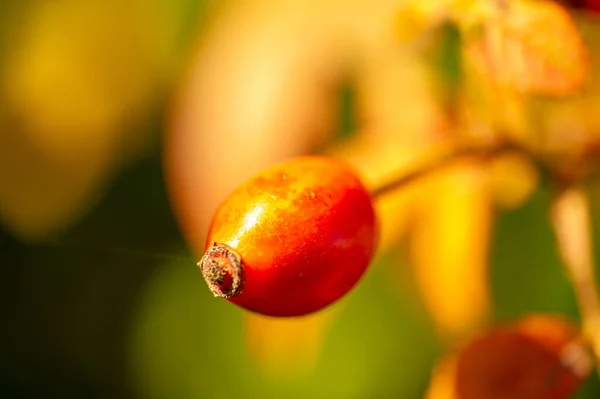 Verschwommenes Foto Geringe Schärfentiefe Hagebutten Enthalten Viele Antioxidantien Hauptsächlich Polyphenole — Stockfoto