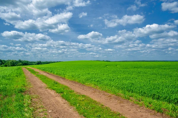 Yaz manzarası, yeşil buğday, toprak yol, sarı kil yol yüzeyi.