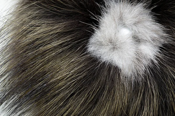 一个野兽的毛皮 女性的装饰 它是一条覆盖许多动物皮肤的浓密的发线 这是哺乳动物的一个决定性特征 它的顶部有一头油腻的护发素 — 图库照片