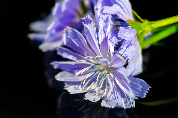 常见的菊花也被称为蓝雏菊 蓝蒲公英 咖啡草 玉米花 红豆杉 衣衫褴褛的水手 野生单身汉的纽扣 野生潜水 — 图库照片