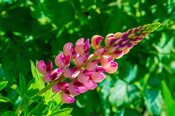 Lupinus Algemeen Bekend Als Lupine Lupine Zaden Van Verschillende Soorten — Stockfoto