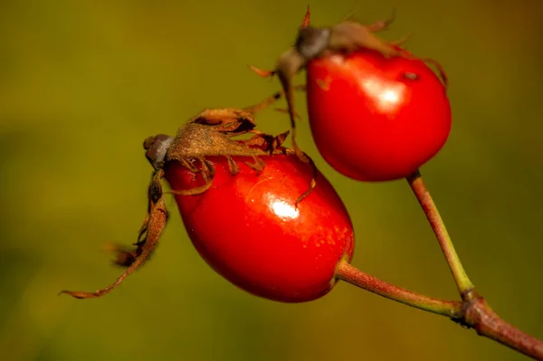 Blurry Photo Shallow Depth Field Rose Hips Contain Large Amount — Stock Photo, Image