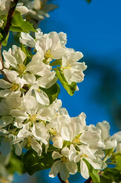 Apple tree flowers. The period from spring to autumn is short to transform pollinated flowers into juicy apples. Let\'s pay tribute to their efforts and eat more fruits.