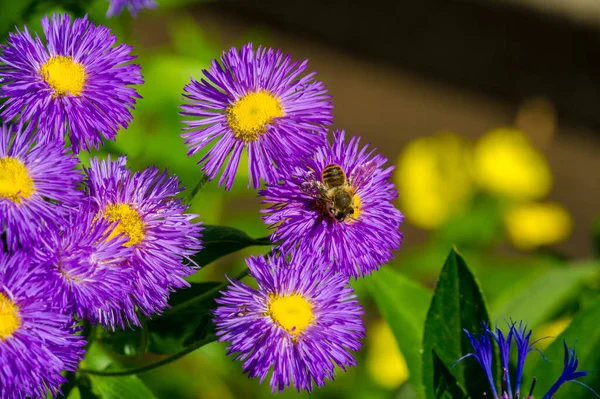 The name Aster comes from the Greek word , which means the star which means the shape of the flower head. Varieties are popular as garden plants because of their attractive and vibrant colors