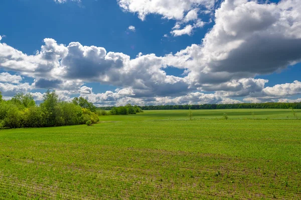 Spring Photography Cereal Seedlings Green Joyful Field Grain Used Food — Stock Photo, Image