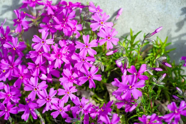 Phlox subulata, creeping phlox, moss, moss pink, or mountain   wide area, it is an evergreen perennial forming mats or cushions of hairy, linear leaves.