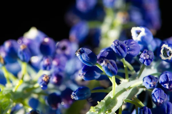 ムスカリ美しい青や白のミニチュアバンチの逆房のように見えるキャベツの小さくて密接な頭は 庭の茂みの花束に色の深さを追加するのに最適な花です — ストック写真