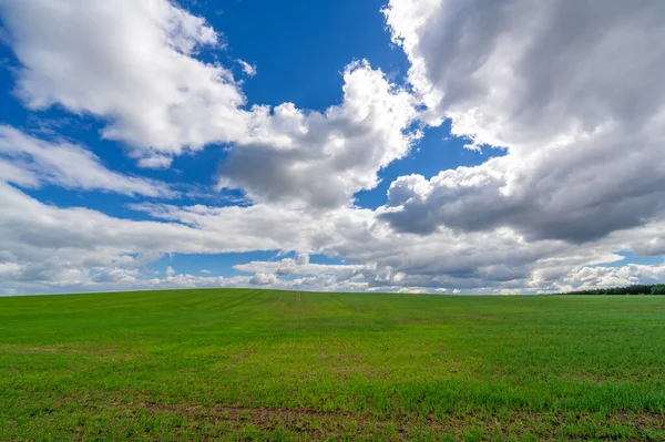 Frühlingsfotos Getreidesämlinge Auf Einem Grünen Feld Getreide Das Als Nahrungsmittel — Stockfoto