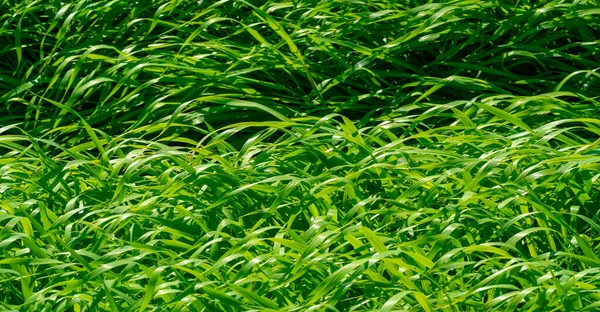 Textur Von Grünem Weizen Sommerfotografie Ein Großes Feld Gesäten Weizens — Stockfoto