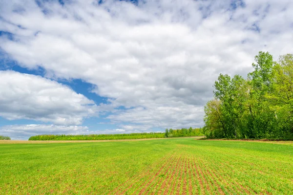 Spring Photography Cereal Seedlings Green Joyful Field Grain Used Food — Stock Photo, Image