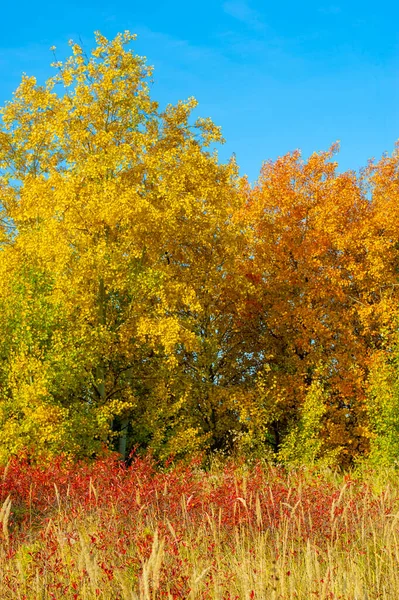 Hösten Färger Som Hjälper Dig Att Njuta Färgglada Bilder Naturen — Stockfoto