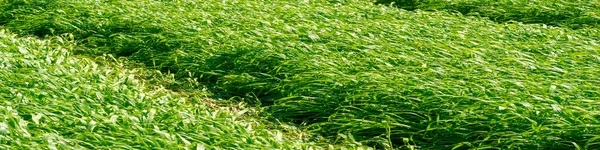 Struktura Zelené Pšenice Letní Fotografie Velké Pole Zasévané Pšenice Obilná — Stock fotografie